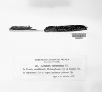 Lecanora subintricata image